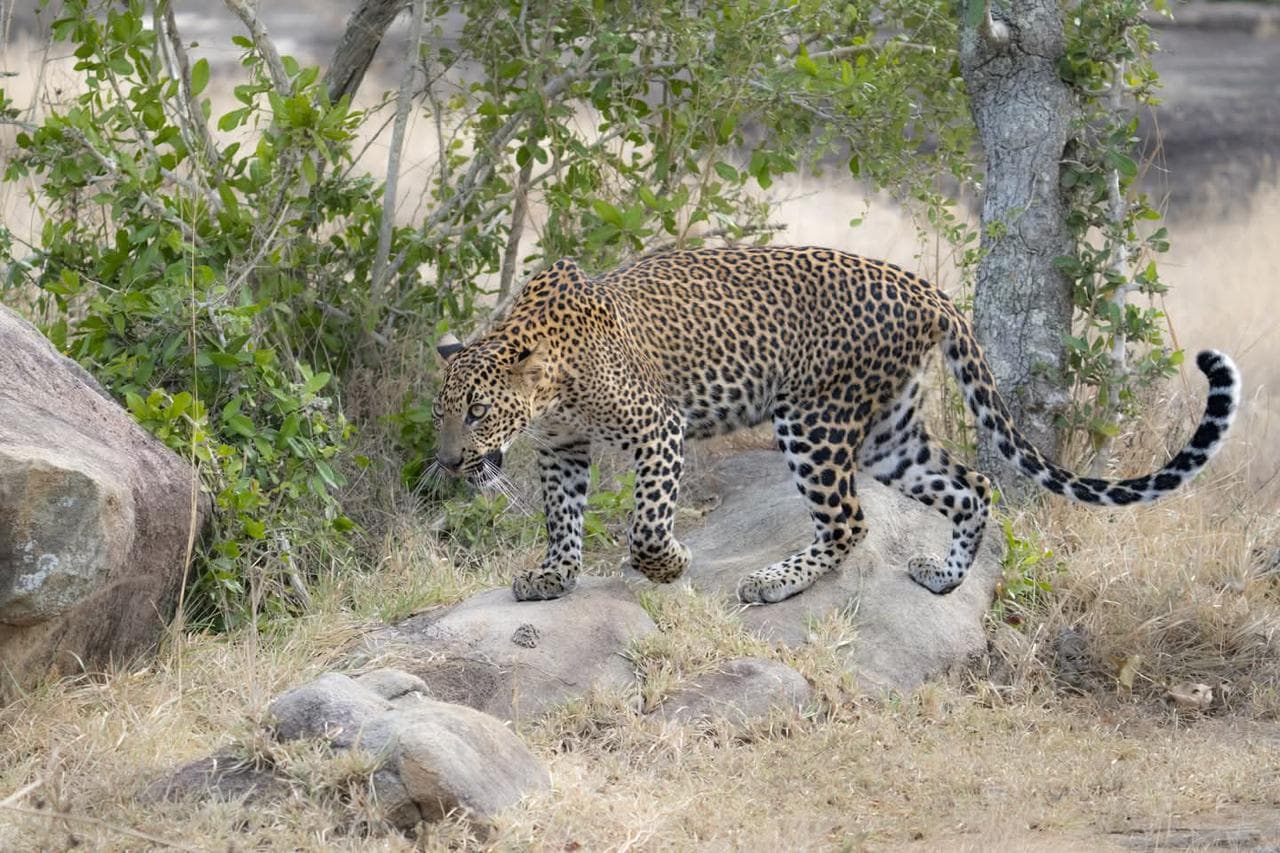 Wildlife and safari photograph 1 from Yala Royal Safari