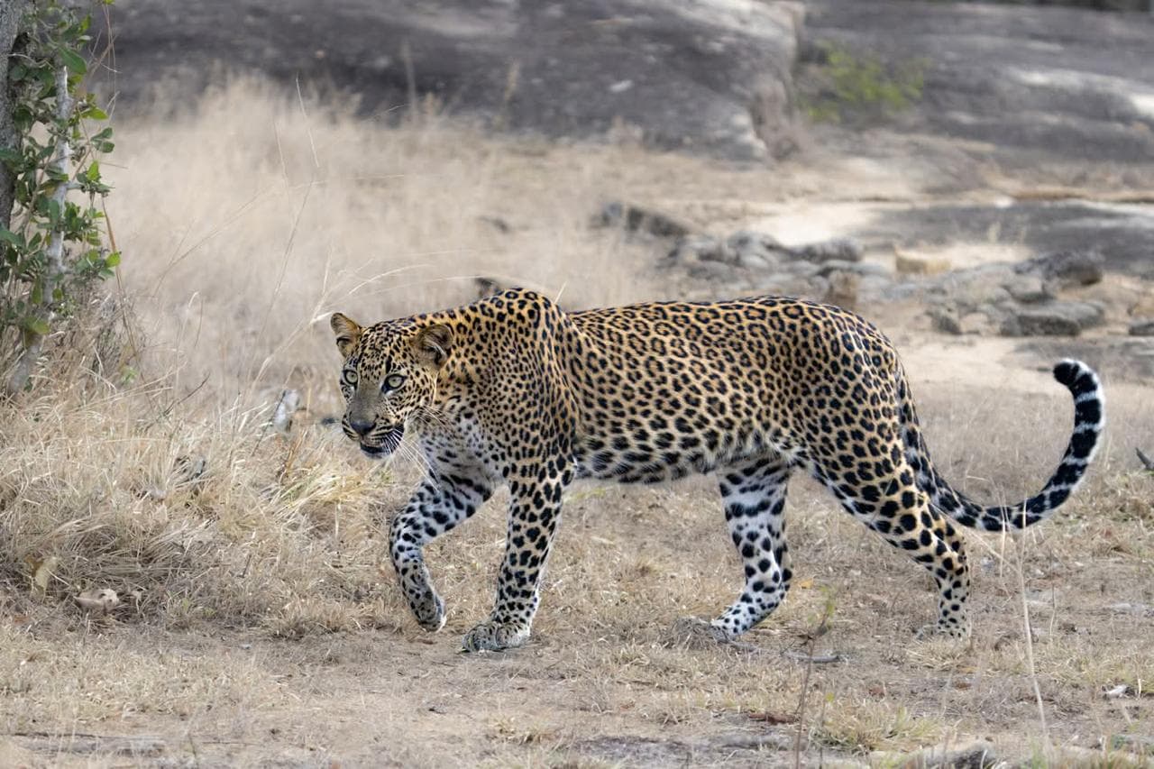 Wildlife and safari photograph 3 from Yala Royal Safari