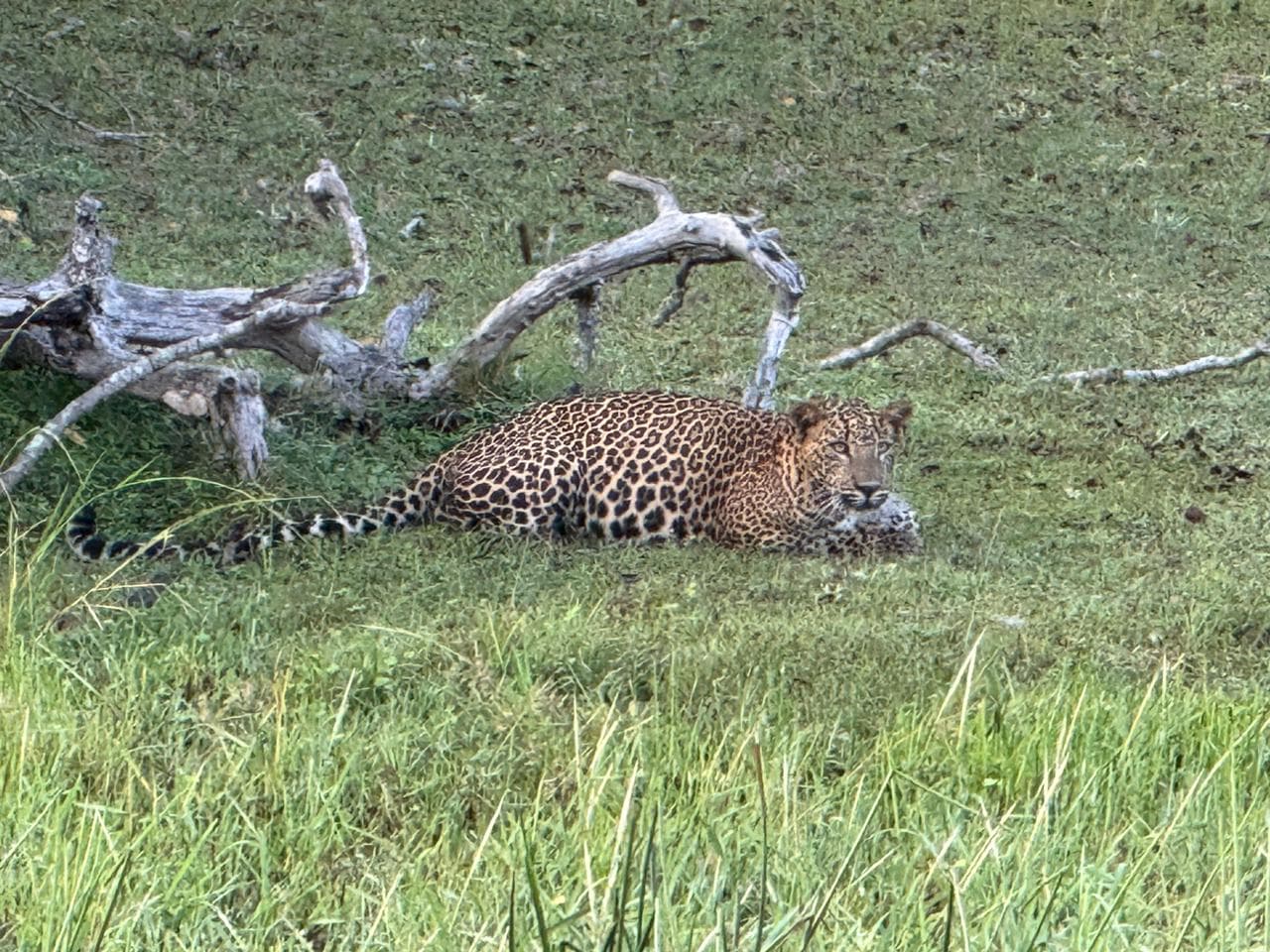 Wildlife and safari photograph 7 from Yala Royal Safari