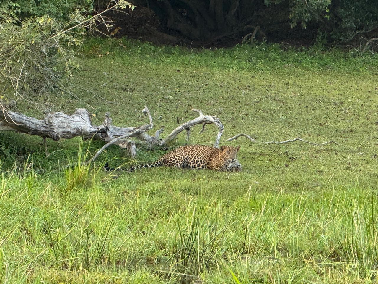 Wildlife and safari photograph 9 from Yala Royal Safari