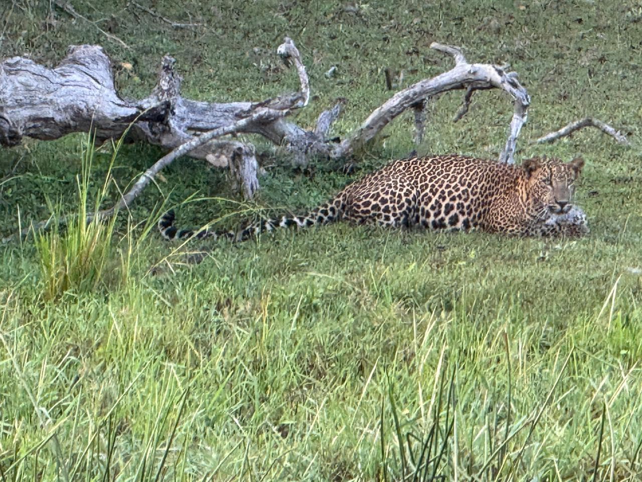 Wildlife and safari photograph 11 from Yala Royal Safari