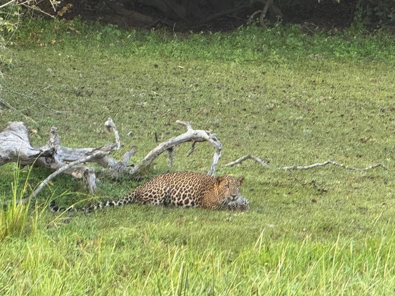 Wildlife and safari photograph 13 from Yala Royal Safari