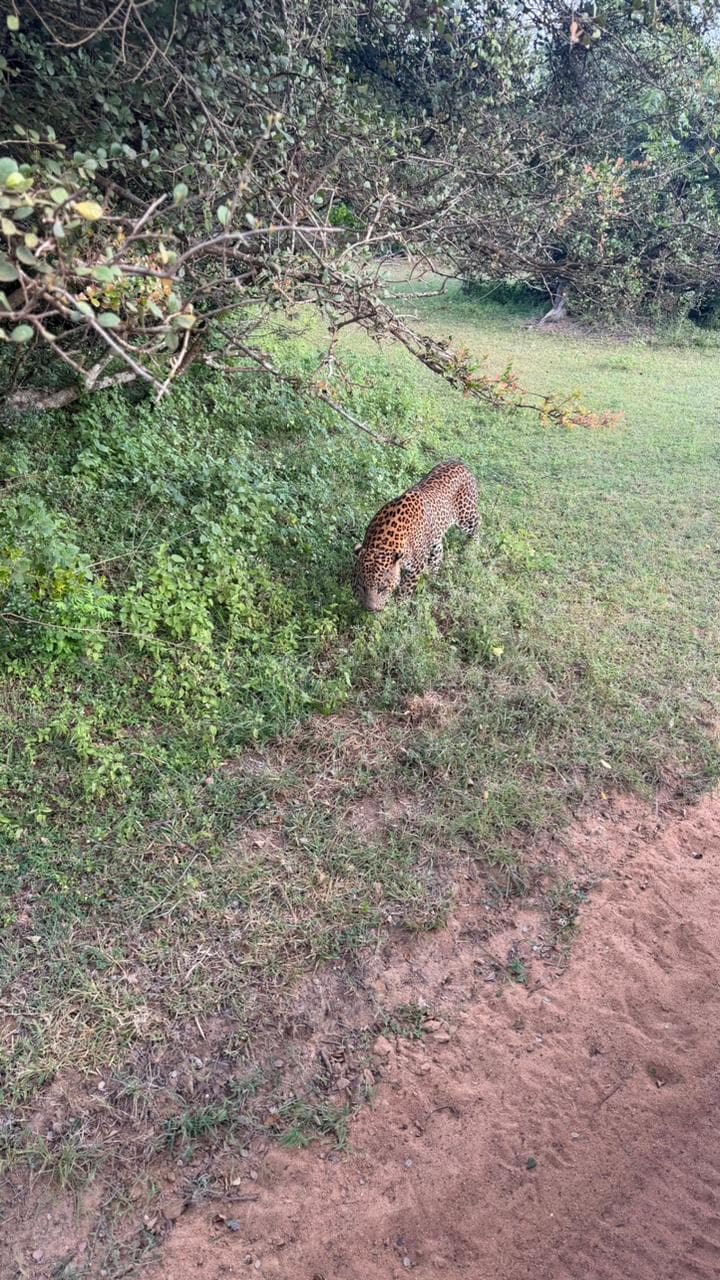 Wildlife and safari photograph 20 from Yala Royal Safari