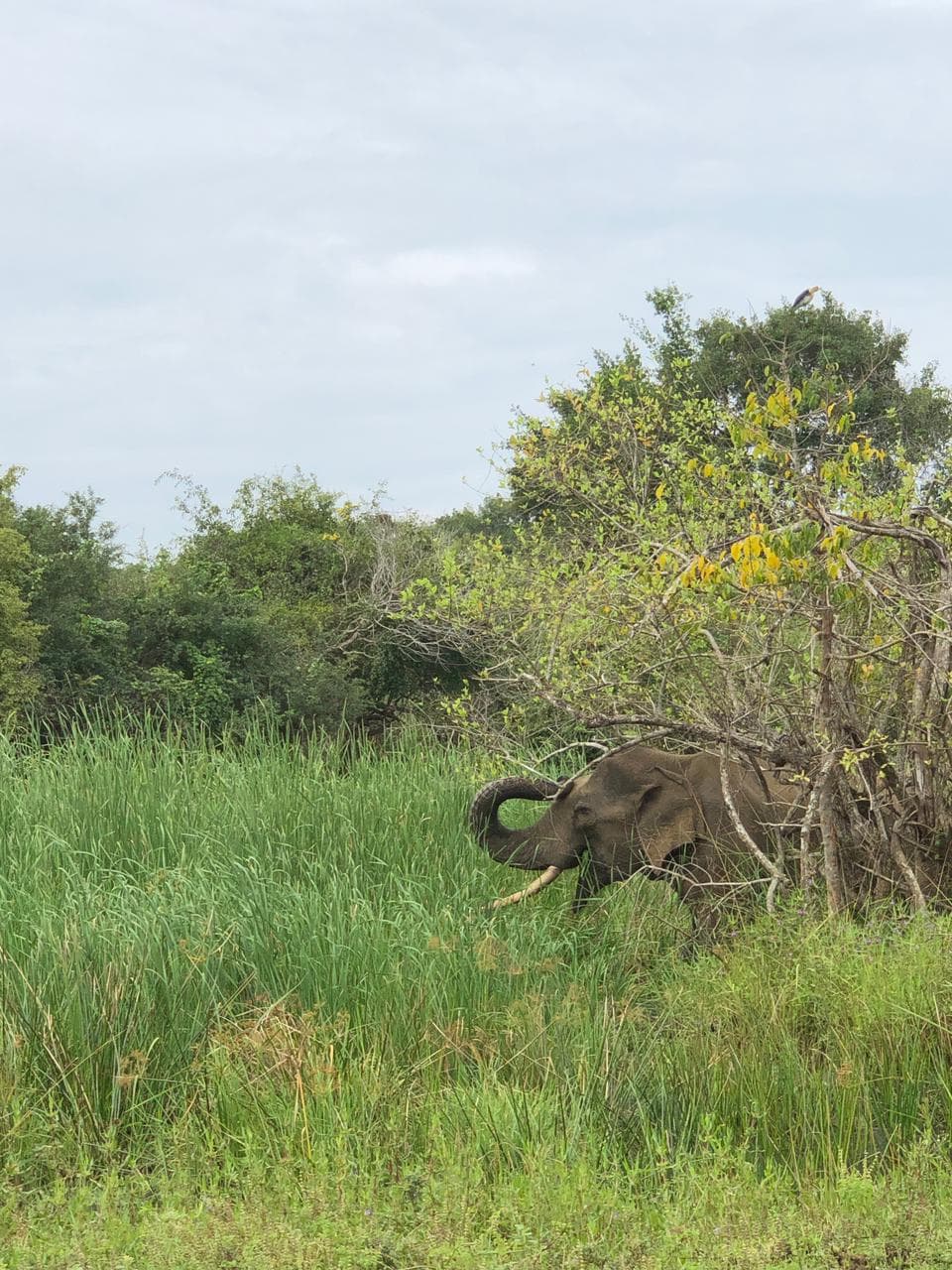 Wildlife and safari photograph 21 from Yala Royal Safari