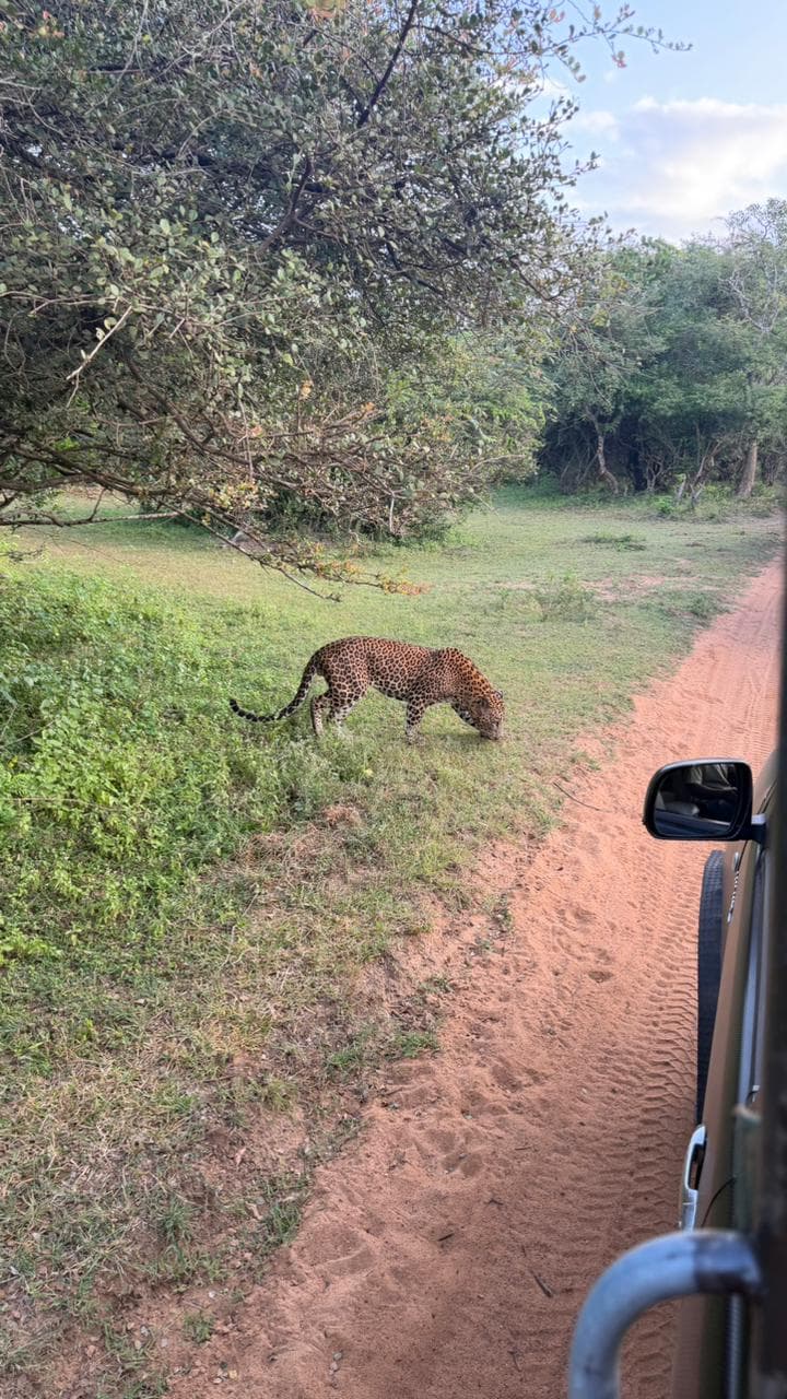 Wildlife and safari photograph 22 from Yala Royal Safari