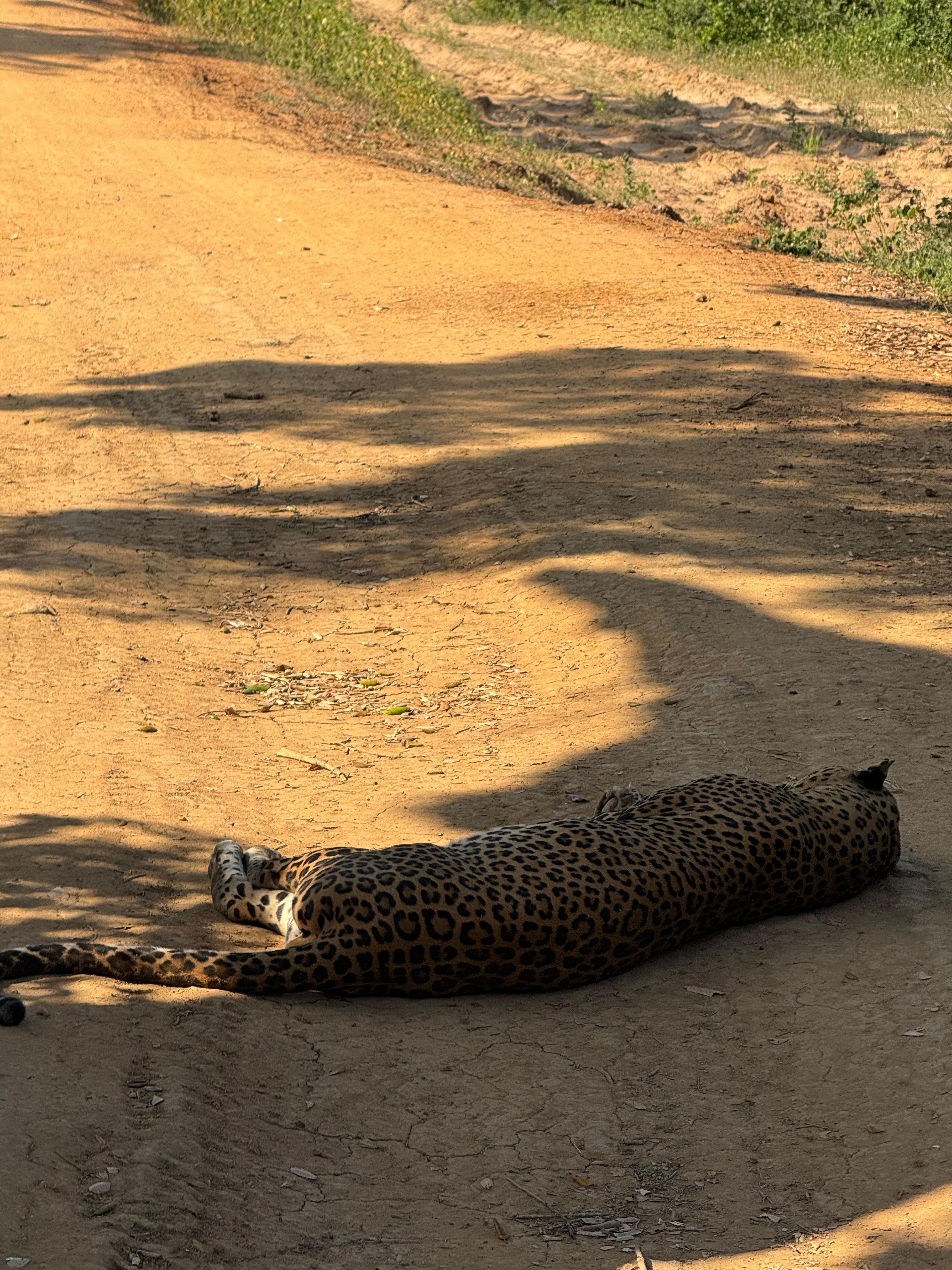 Wildlife and safari photograph 25 from Yala Royal Safari
