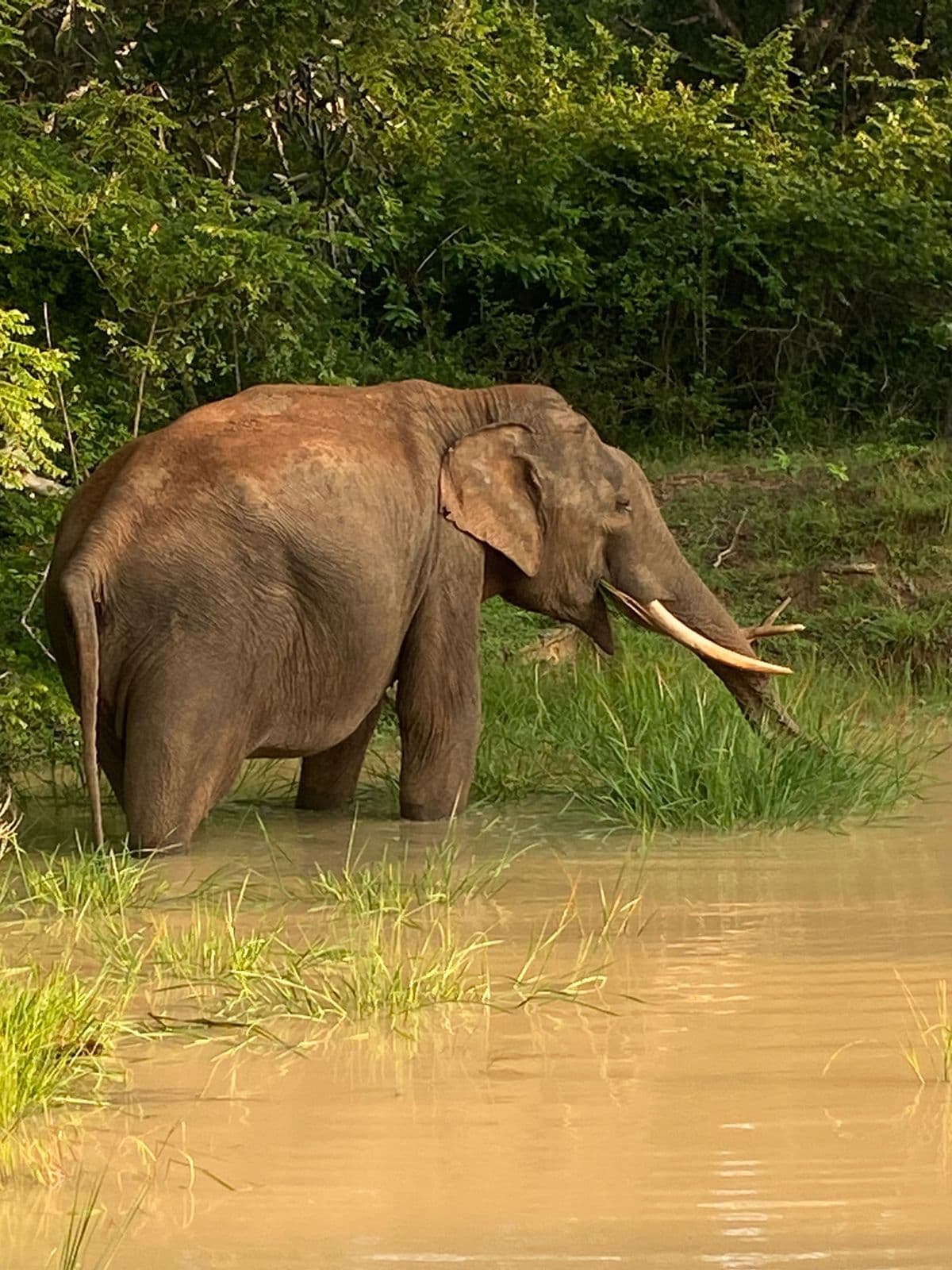 Wildlife and safari photograph 30 from Yala Royal Safari