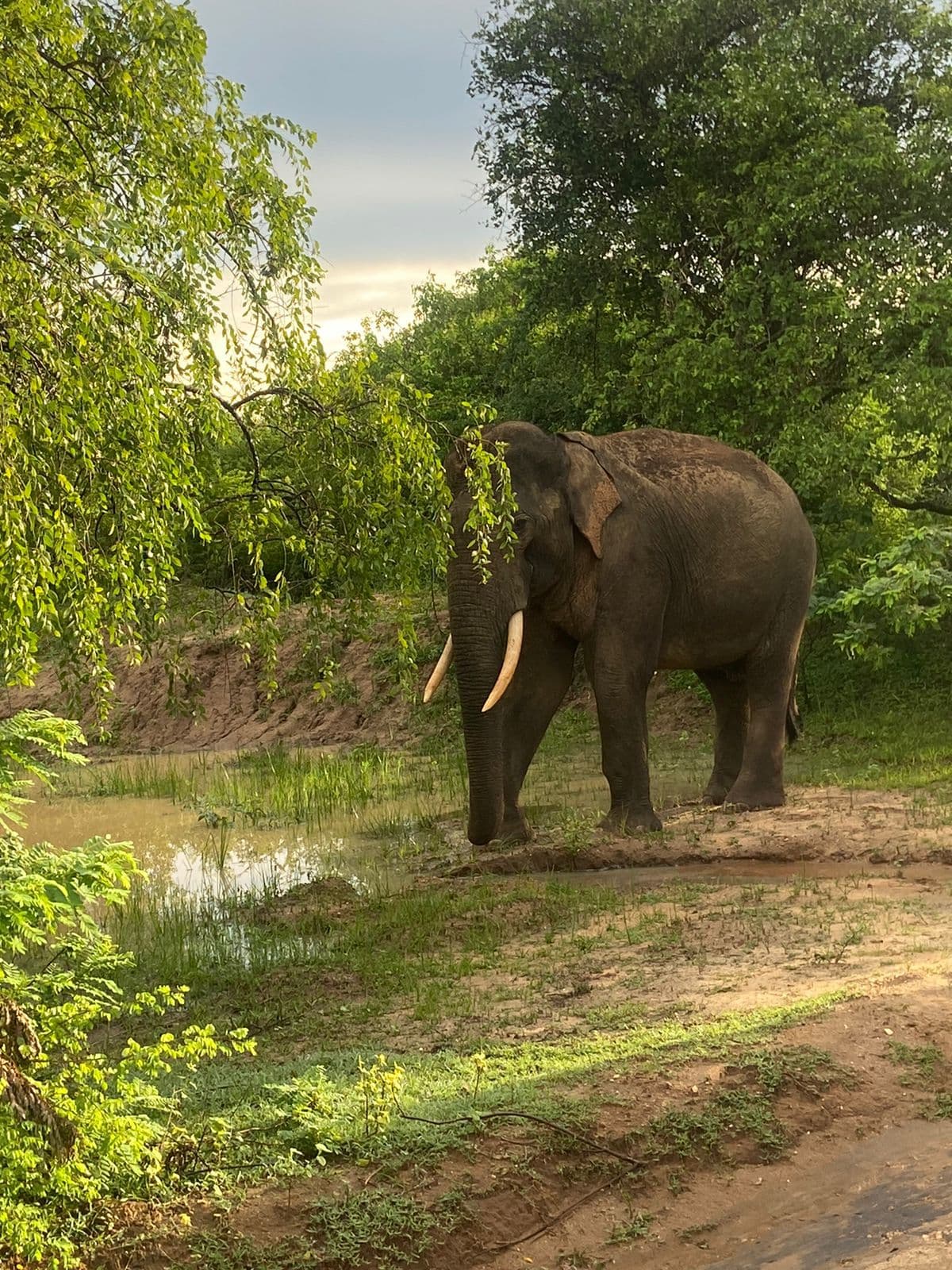 Wildlife and safari photograph 31 from Yala Royal Safari
