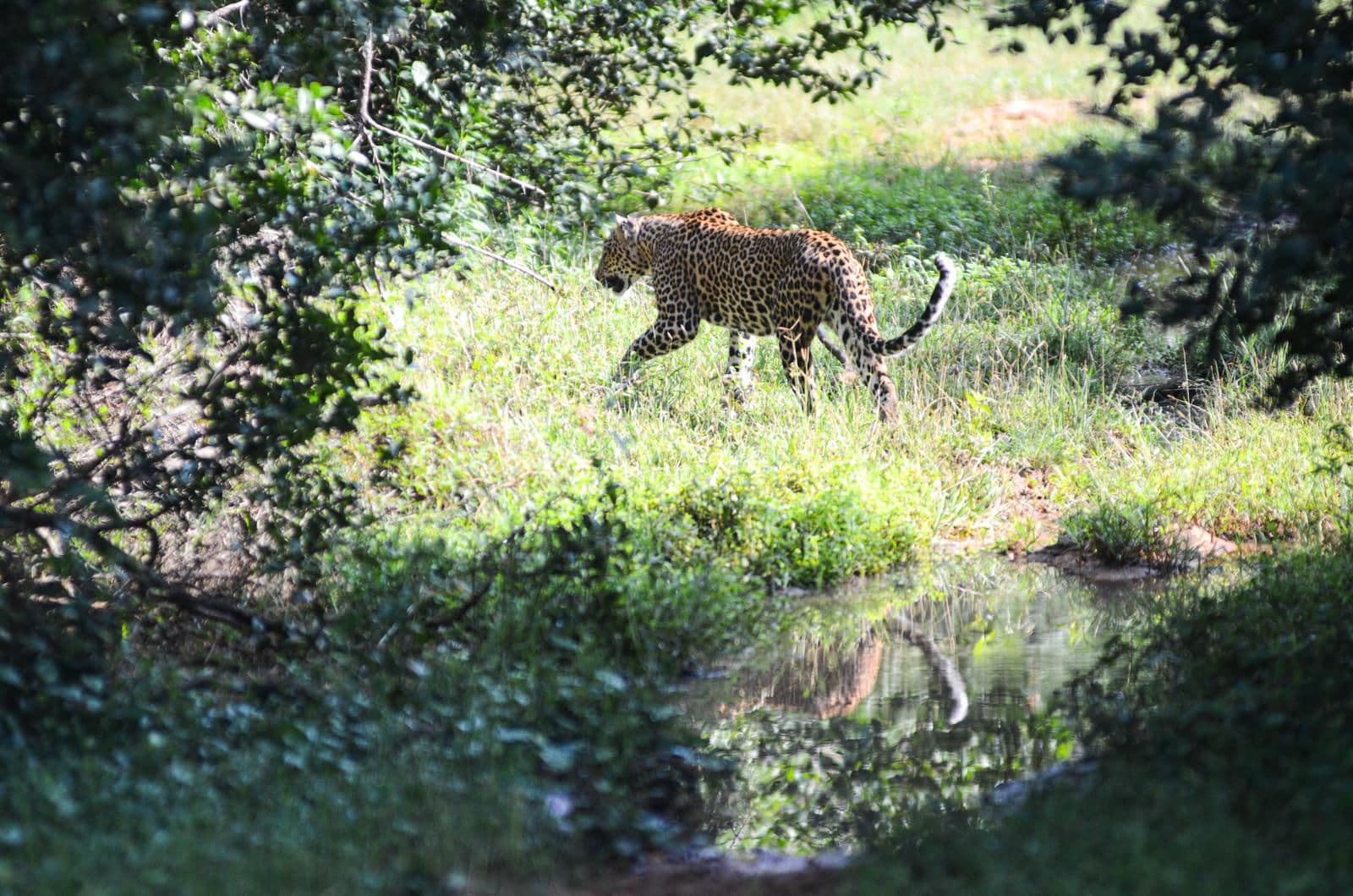 Wildlife and safari photograph 38 from Yala Royal Safari