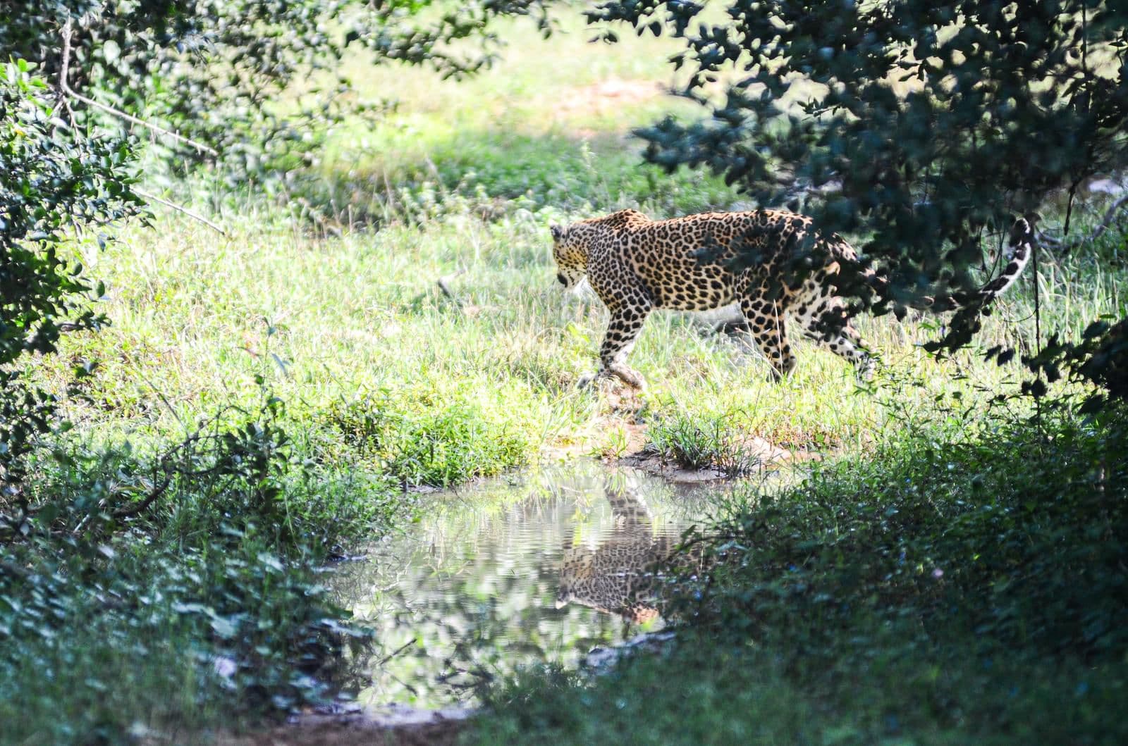 Wildlife and safari photograph 39 from Yala Royal Safari