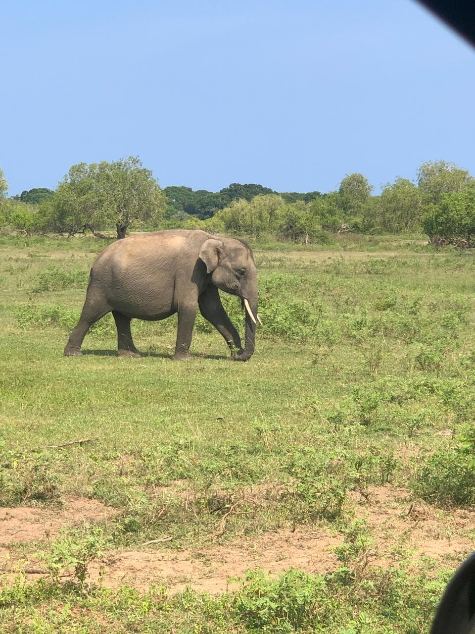 Wildlife and safari photograph 44 from Yala Royal Safari
