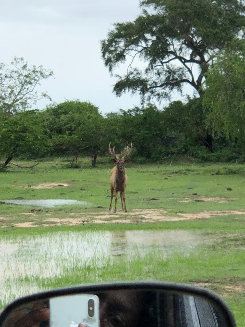 Wildlife and safari photograph 49 from Yala Royal Safari