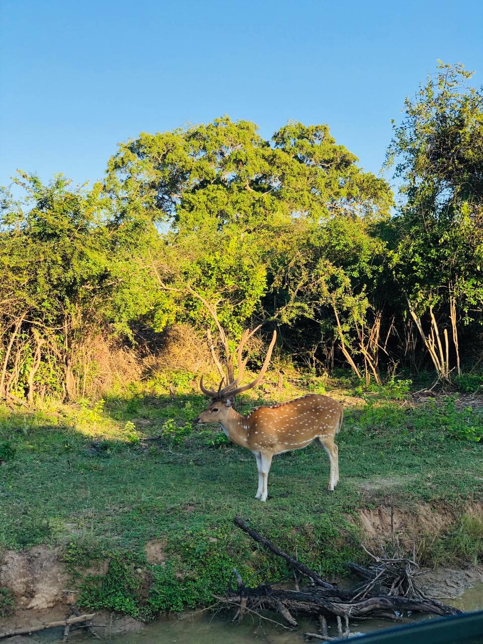 Wildlife and safari photograph 51 from Yala Royal Safari
