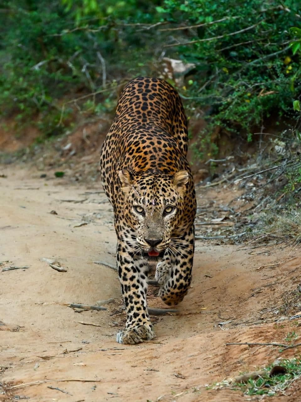 Wildlife and safari photograph 57 from Yala Royal Safari